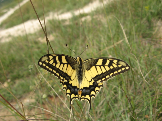 Lepidoptera dei Colli Euganei 1